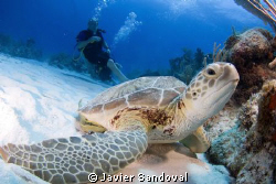 green turtle and diver Akumal Mexico by Javier Sandoval 
